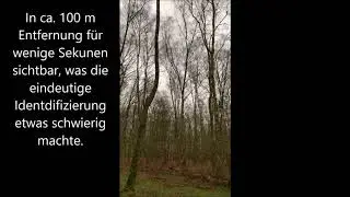 Der F&auml;hrtenfuchs Alarm im Wald #Vogelsprache