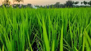 Paddy Field | Cinematic Field View | Relaxing music with Farming field