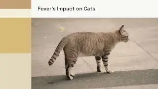 Does My Cat Have a Fever?