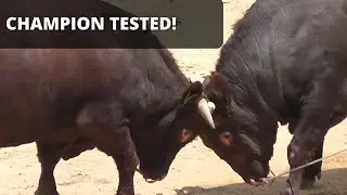 Japanese Bull Sumo Tournament | Power, Precision, and Rural Honor 🇯🇵🐂