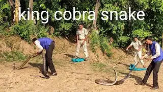 #king #cobra rescue highly venomous snake catcher maaz sayed sirsi