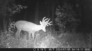 Ohio Trailcam 2024