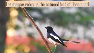 National bird of Bangladesh (Oriental magpie- Robin)