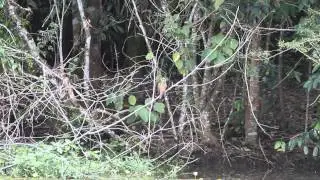 Social or Rusty-margined Flycatcher or Lesser Kiskadee?