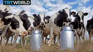 US milk prices fall to lowest level in years | Money Talks