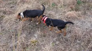 EZ becoming a rabbit dog with the help of Dad.