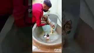# pet salon Rahat commercial phase 6 Karachi lane 2 shitzu dog full grooming