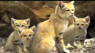 The Sand Cat (MUSIC VIDEO)