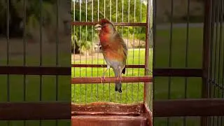 European goldfinch Singing x Canary - Jilguero Mulo - Carduelis carduelis - European Goldfinch Mule