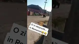 Localitatea &icirc;n care ursul apare pe străzi zilnic.