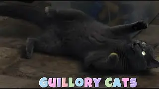 What Are The Guillory Cats Up To Thursday? 😻