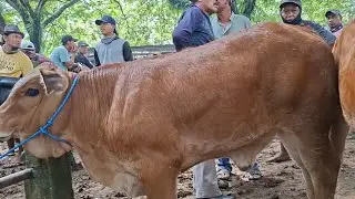 HARGA MULAI 8 JUTA 🔴SPESIAL PEDET BETINA SUPER&sup2;‼️PASAR JATIROGO COCOK YANG CARI CALON INDUKAN SUPER