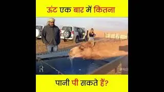 How much water can a camel drink at one go? #shorts #facts #shorts #shortvideo