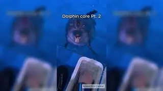 Dolphin core Pt. 2 🐬 #dolphin #dolphins #animalcore #dolphincore #core