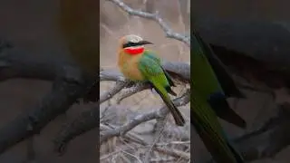 White-fronted Bee-eater | 2 star