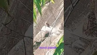 moco