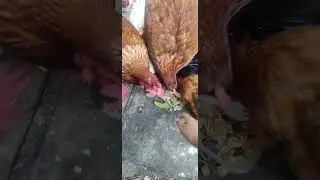 Chickens Eating #funny #chickens