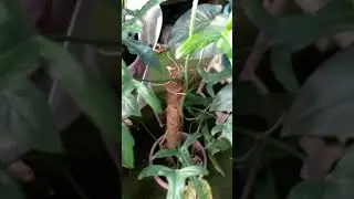 philodendron holtonianum