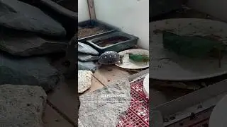 🐢Tortoise never give up! #petplanet88 #animalshorts #tortoise #pet #youtubepets #cherryheadtortoise