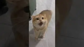 These hilarious cat sounds make you laugh 😂😹#catlaughs #catsounds #meowingcat