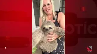 Bi&oacute;loga realiza resgate de bicho-pregui&ccedil;a na zona rural de Caratinga