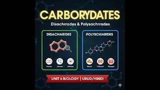 Disaccharides & Polysaccharides | Carbohydrates Explained | Unit 6 Biology Urdu/Hindi