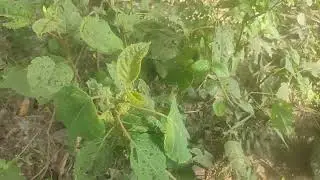 Plants That Change Their Behavior Based on Touch