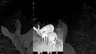 Heartwarming Moment Caught on Trail Camera #shorts #wildlife