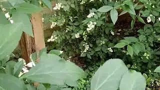 Voli&egrave;re oiseaux exotiques 2025