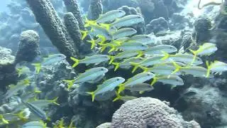 Yellow Goatfish 1-24-2014