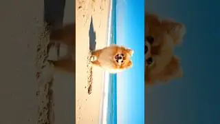 Dog 🐶 #pet #dog #love #cute #gemini #ai #shorts