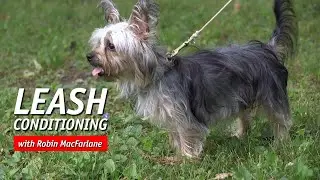 Build Confidence in Your Dog On Leash