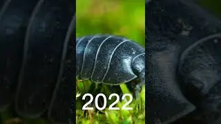 2022 woodlouse and 3000 bce woodlouse #mythology #short