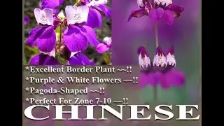 Chinese Houses or Innocence Flower - Collinsia heterophylla FLOWER SEEDS on  www.MySeeds.Co