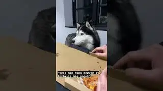 dogs know everything