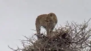 Leopard up a Tree