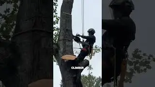 The Art of Extreme Arboriculture