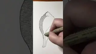 Seashell drawing, part 2 (time lapse)