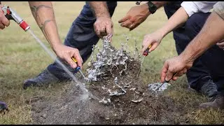 Ant Infestations: More than Meets the Eye