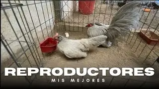 KIKIRIKIS EN IGUALA, GUERRERO,MIS MEJORES REPRODUCTORES!