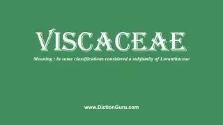 viscaceae: Pronounce viscaceae with Meaning, Phonetic, Synonyms and Sentence Examples