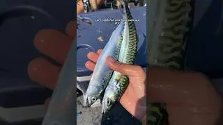 How to Catch Sushi