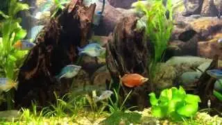Rainbowfish Tank