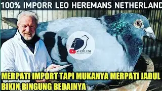 MERPATI IMPORT BODY BESAR KEPALA MODEL JADUL-LEO HEREMANS