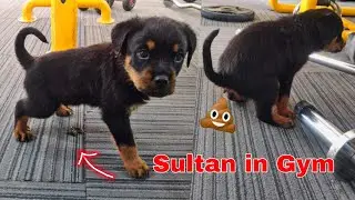 Sultan Ki Voice 😍|| Dog Can Talk part 86 || Roxy Ke bacche || Sultan the Rottweiler. Review reloaded