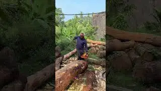 അന്യം നിന്നുപോകുന്ന ഒരു തൊഴിൽ! 😯 | Traditional Wood Hewing Process | Sulfi Wooden Life