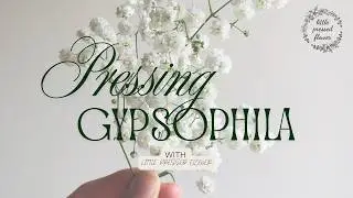 The Weekly Press - Pt 2 - Removing Gypsophila from the Flower Press