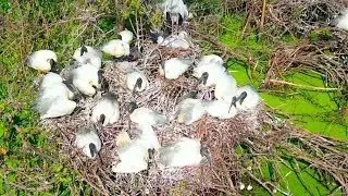 263-Loving Mother Bird Shares Care for Baby with Friendly Birds