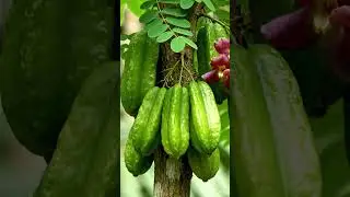 Surinam cherry 🍒🍒 #fruit #mango #hindisong #nature #garden