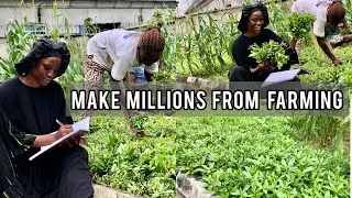 How To Make Millions From FARMING WATERLEAF | Is FARMING WATERLEAF a PROFITABLE BUSINESS ?? find out